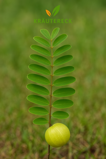 Amla