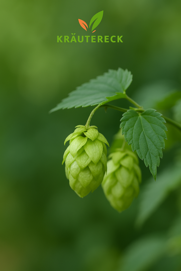 Hopfenzapfen