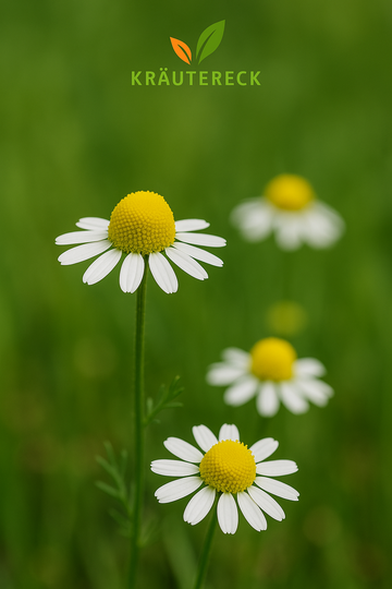 Kamillenblüten
