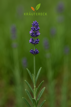 Lavendelblüten