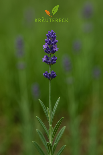 Lavendelblüten