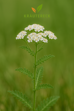 Schafgarbe