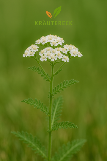 Schafgarbe