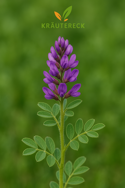 Astragalus