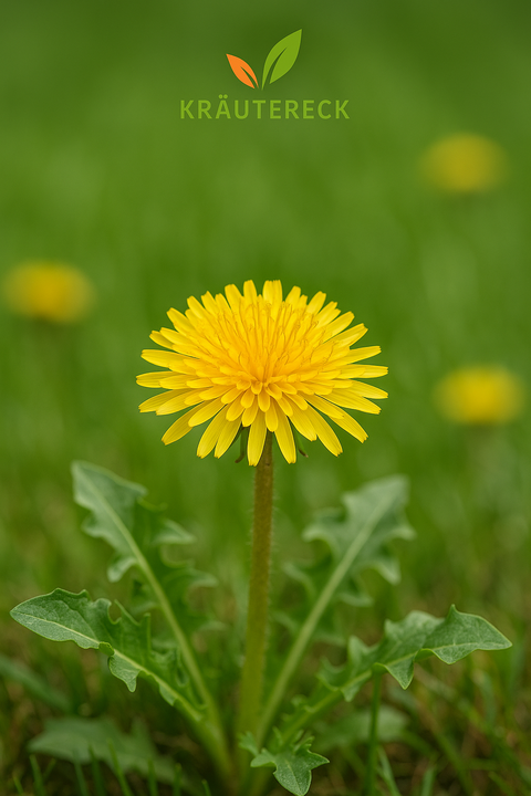 Löwenzahn