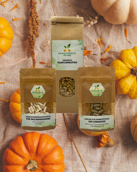 Herbst-Bundle Katze – Starke Atemwege & sanfte Begleiter (3er-Set)