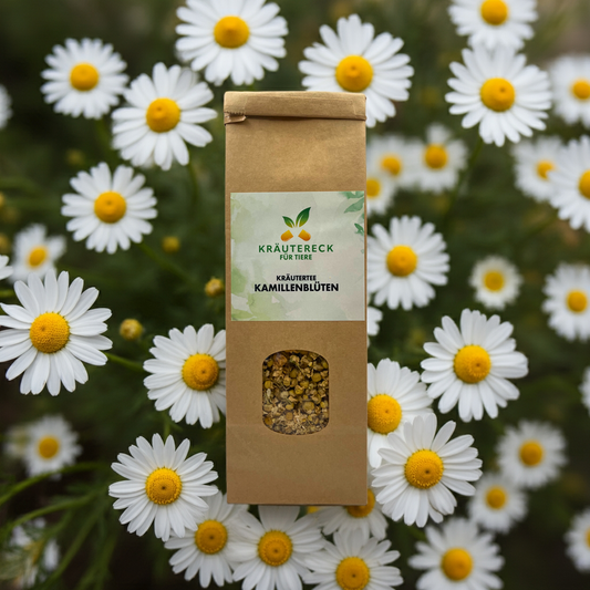 Kamillenblüten für Hunde & Katzen – als Tee, Inhalation & Waschung